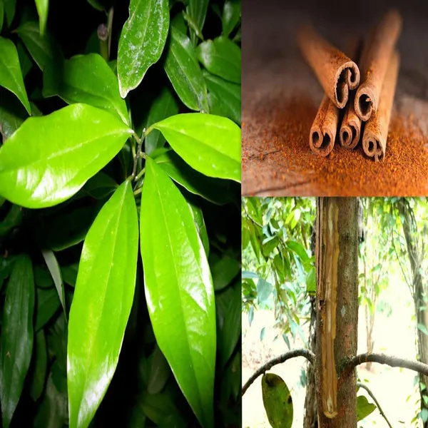 Dal_Chini_Karuvapatta_Cinnamon_Spice_Plant
