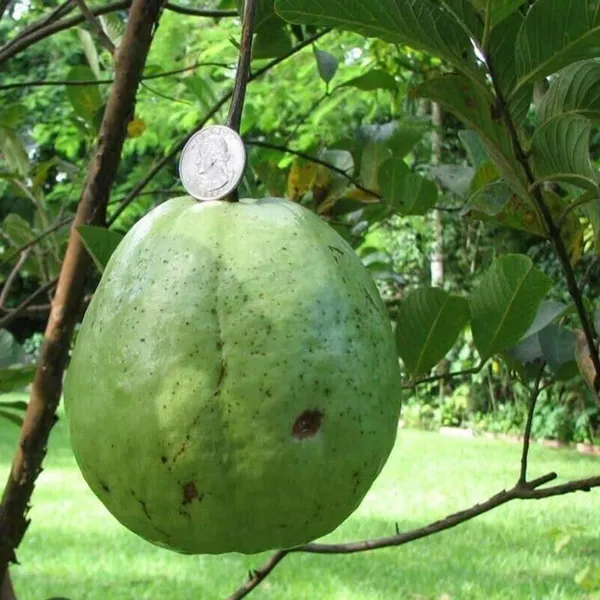Kg_Big_Size_Guava_Amrood_Layering_Grafted_Fruit_Plant