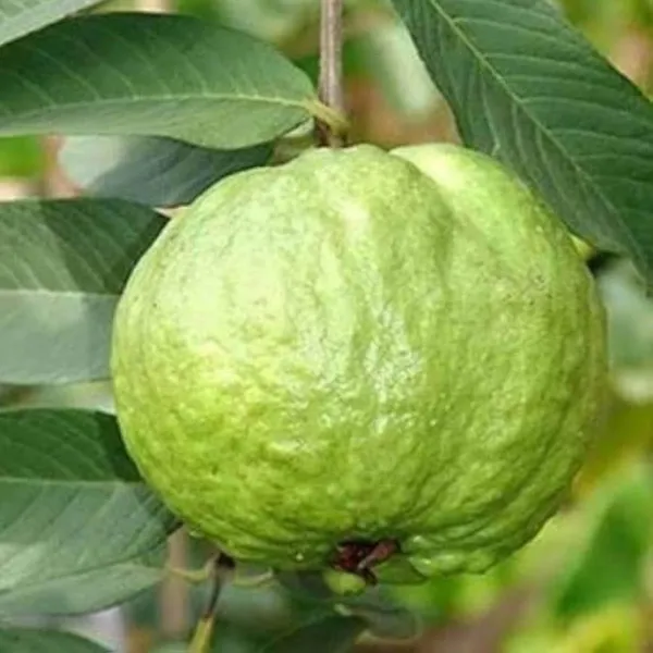 Kg_Big_Size_Guava_Amrood_Layering_Grafted_Fruit_Plant