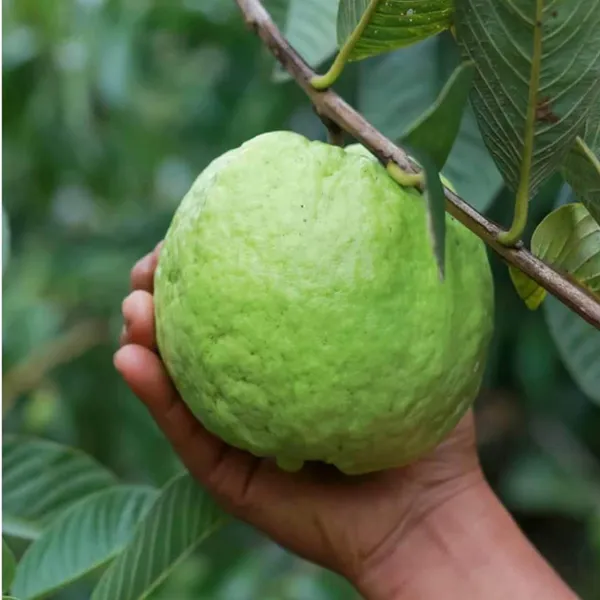 Kg_Big_Size_Guava_Amrood_Layering_Grafted_Fruit_Plant