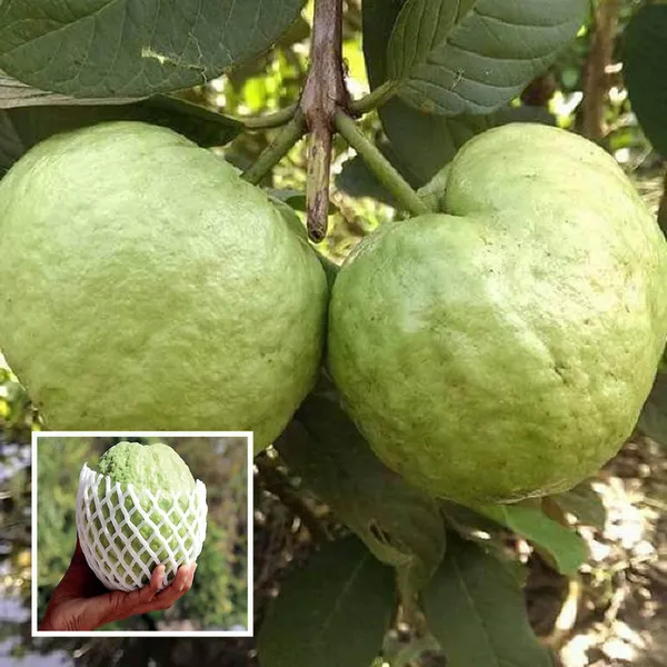 Kg_Big_Size_Guava_Amrood_Layering_Grafted_Fruit_Plant