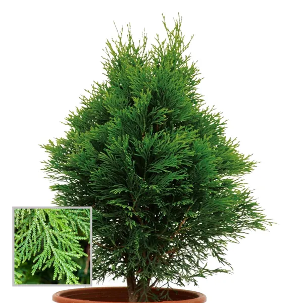 Thuja_Orientalis_Morpankhi_Jhau_Ornamental_Plant