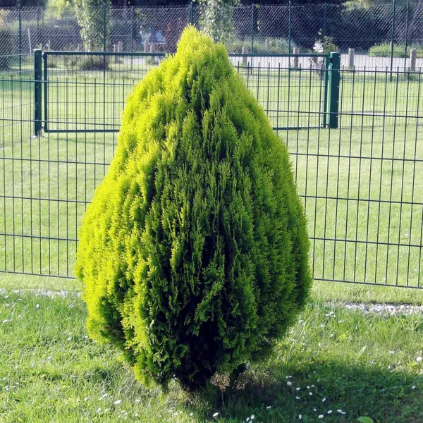 Thuja_Orientalis_Morpankhi_Jhau_Ornamental_Plant