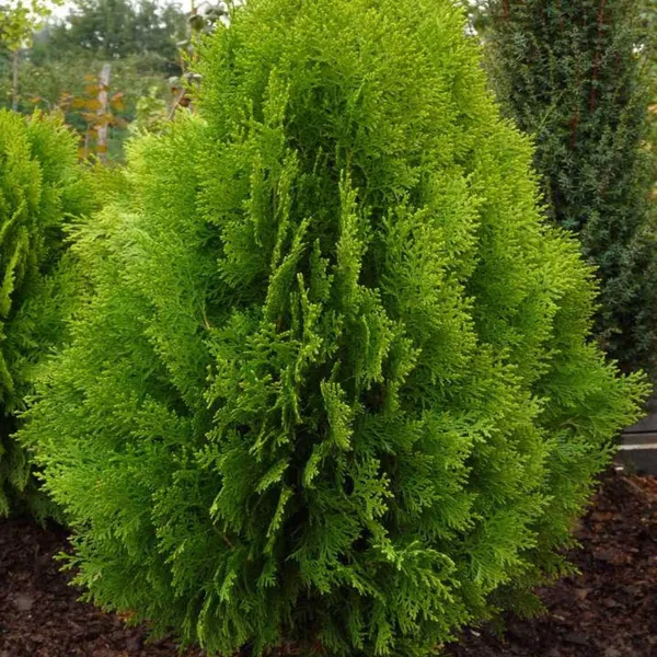 Thuja_Orientalis_Morpankhi_Jhau_Ornamental_Plant