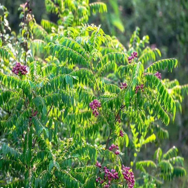 Curry_Leaves_Kadi_Patta_Murraya_Koenigii_Meetha_Neem_Plant