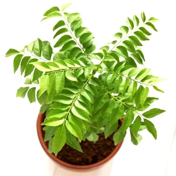 Curry_Leaves_Kadi_Patta_Murraya_Koenigii_Meetha_Neem_Plant