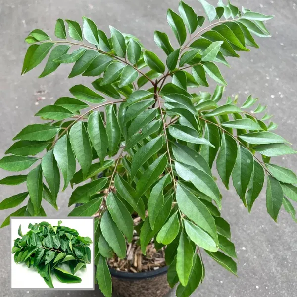 Curry_Leaves_Kadi_Patta_Murraya_Koenigii_Meetha_Neem_Plant