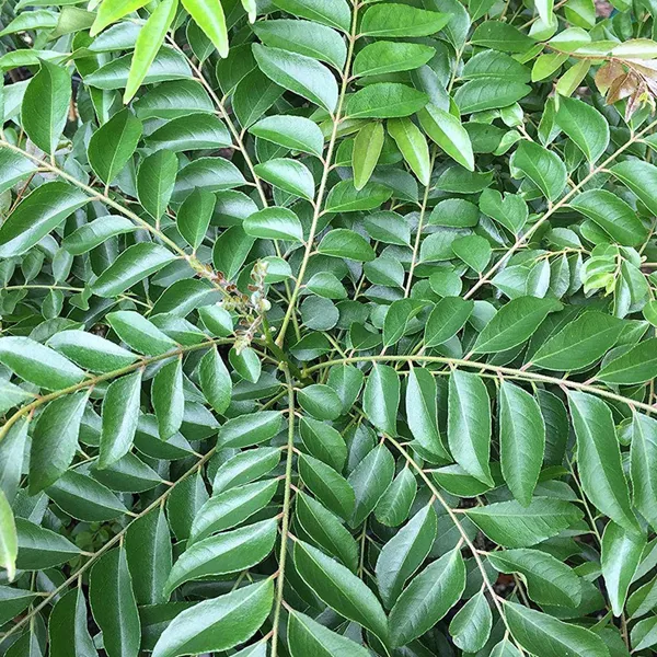 Curry_Leaves_Kadi_Patta_Murraya_Koenigii_Meetha_Neem_Plant