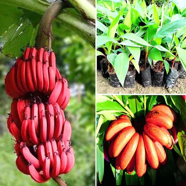 Red_Banana_Tissue_Cultured_Fruit_Plant