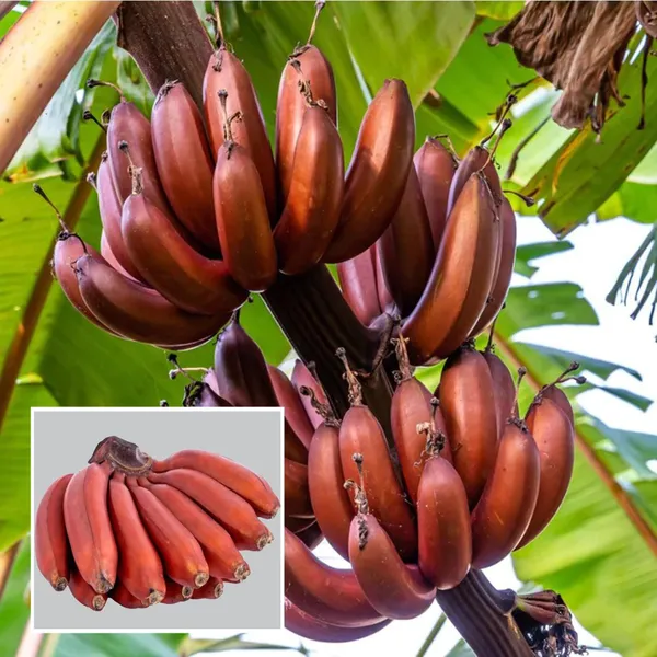 Red_Banana_Tissue_Cultured_Fruit_Plant