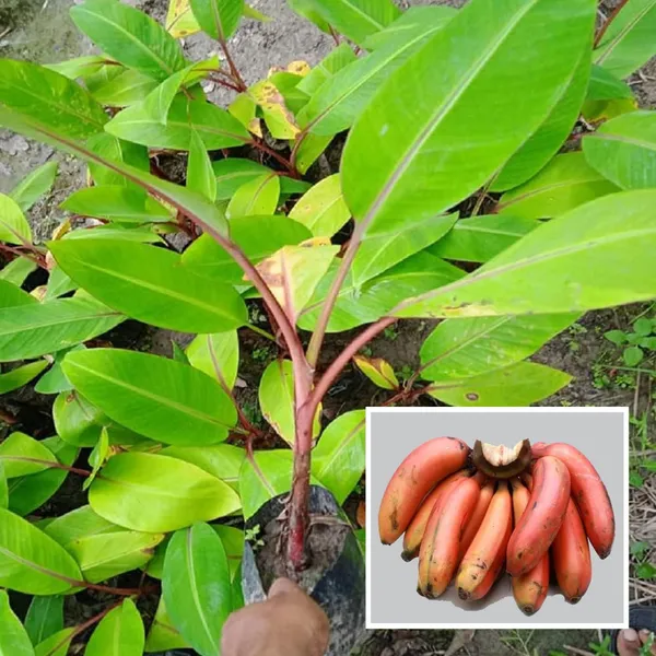 Red_Banana_Tissue_Cultured_Fruit_Plant