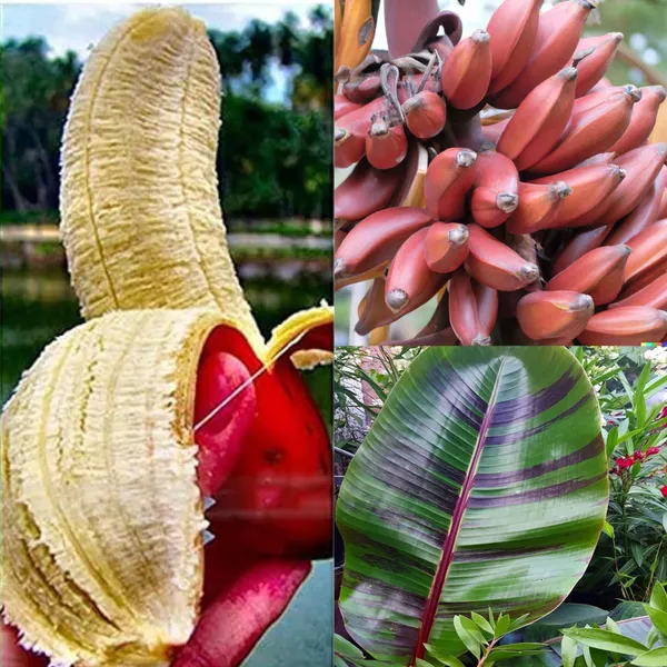 Red_Banana_Tissue_Cultured_Fruit_Plant