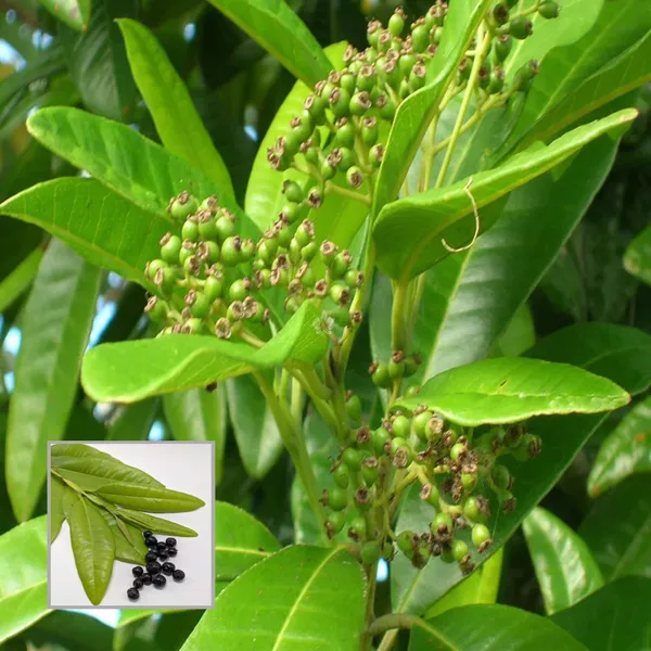 All_spice_Pimenta_Dioica_Spice_Scented_Leaf_Spice_Plant