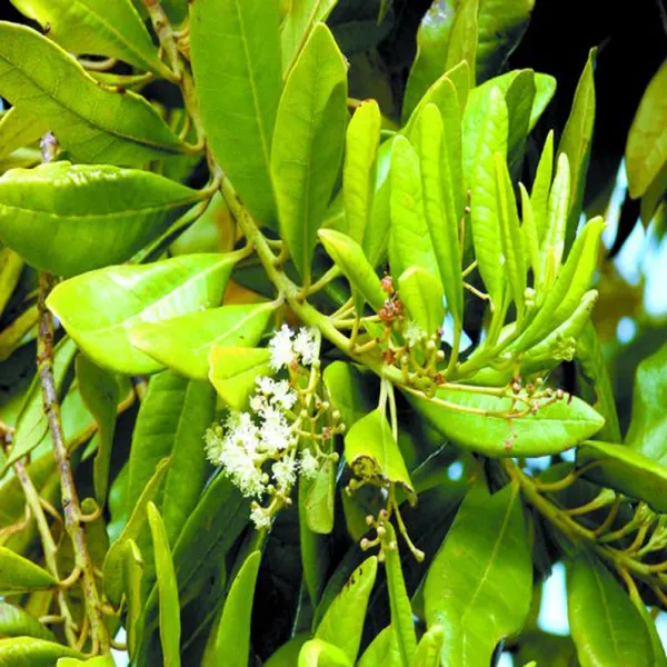 All_spice_Pimenta_Dioica_Spice_Scented_Leaf_Spice_Plant