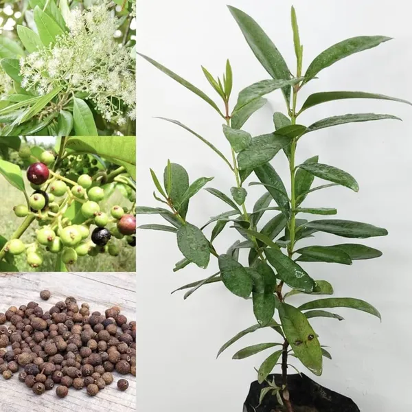 All_spice_Pimenta_Dioica_Spice_Scented_Leaf_Spice_Plant