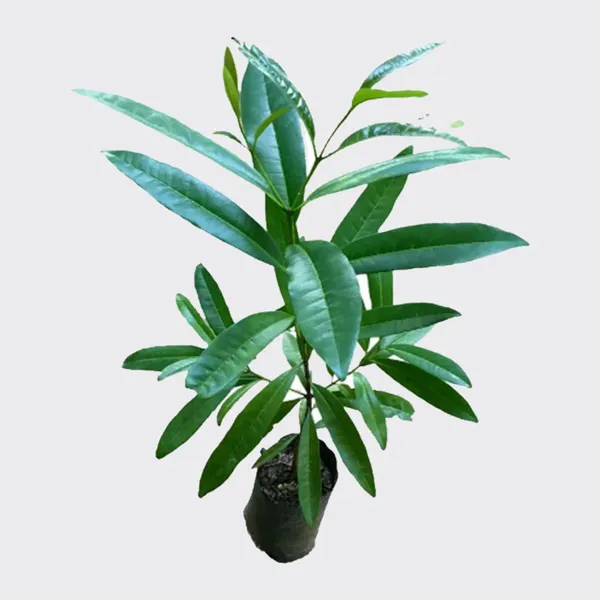 All_spice_Pimenta_Dioica_Spice_Scented_Leaf_Spice_Plant
