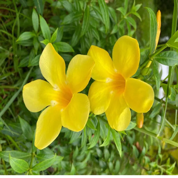 Yellow_Allamanda_Cathartica_Round_The_Year_Flower_Plant