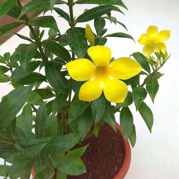 Yellow_Allamanda_Cathartica_Round_The_Year_Flower_Plant