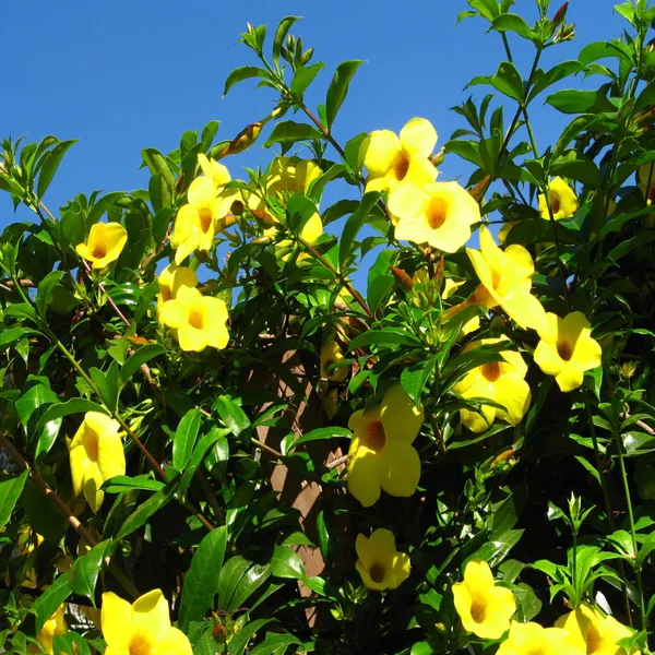 Yellow_Allamanda_Cathartica_Round_The_Year_Flower_Plant