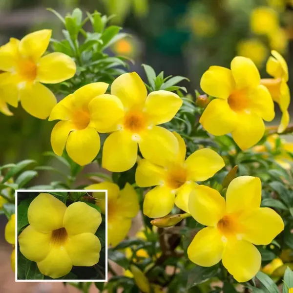 Yellow_Allamanda_Cathartica_Round_The_Year_Flower_Plant