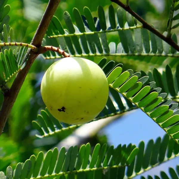 Sweet_Banarasi_Amla_Gooseberries_Amloki_Grafted_Fruit_Plant