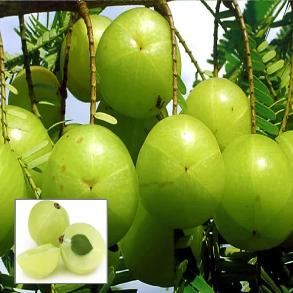 Sweet_Banarasi_Amla_Gooseberries_Amloki_Grafted_Fruit_Plant