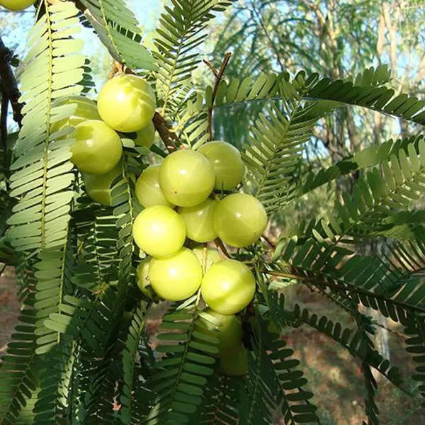 Sweet_Banarasi_Amla_Gooseberries_Amloki_Grafted_Fruit_Plant