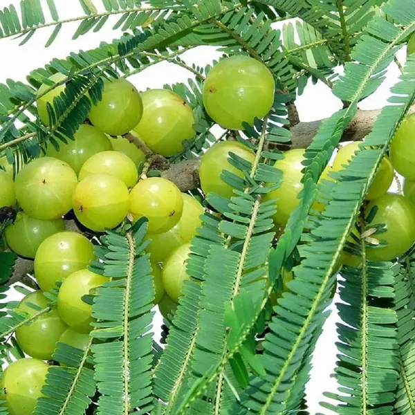 Sweet_Banarasi_Amla_Gooseberries_Amloki_Grafted_Fruit_Plant