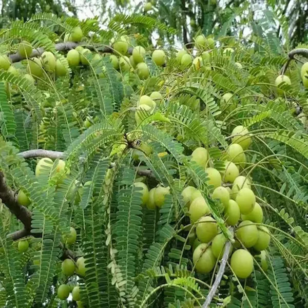 Green_Amla_Gooseberries_Amloki_Grafted_Fruit_Plant