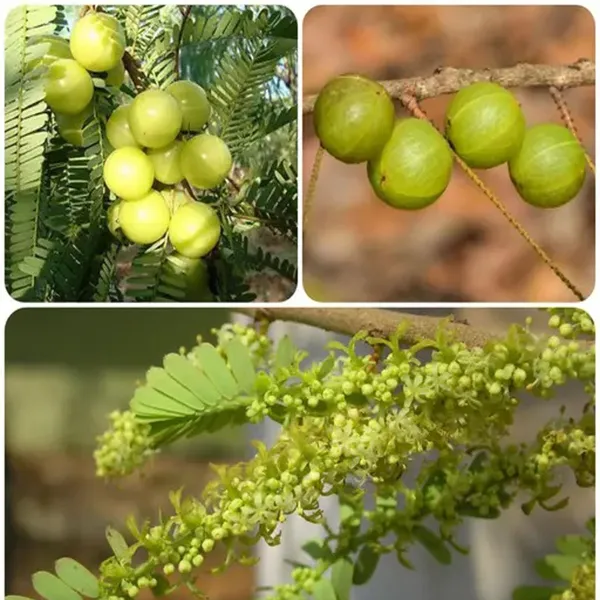 Green_Amla_Gooseberries_Amloki_Grafted_Fruit_Plant