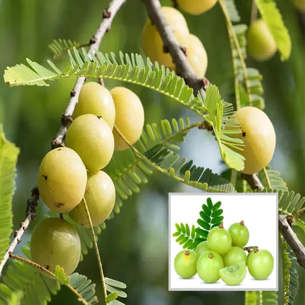 Green_Amla_Gooseberries_Amloki_Grafted_Fruit_Plant