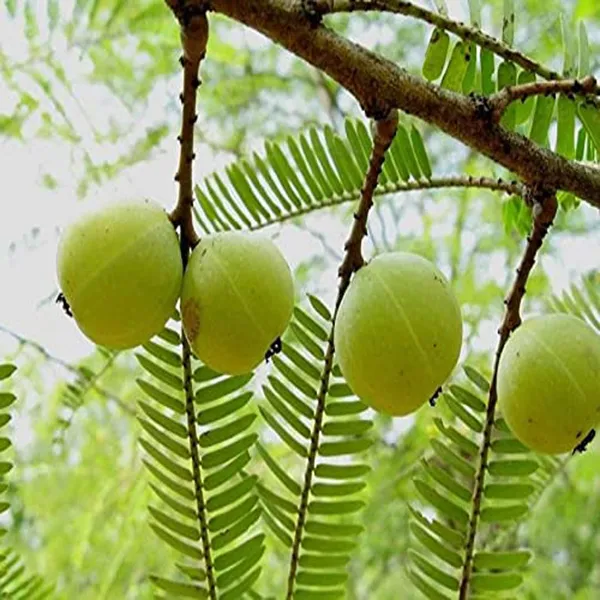 Green_Amla_Gooseberries_Amloki_Grafted_Fruit_Plant