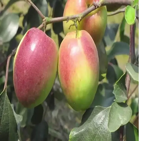 Red_Sundari_Apple_Ber_Jujube_Kul_Grafted_Fruit_Plant