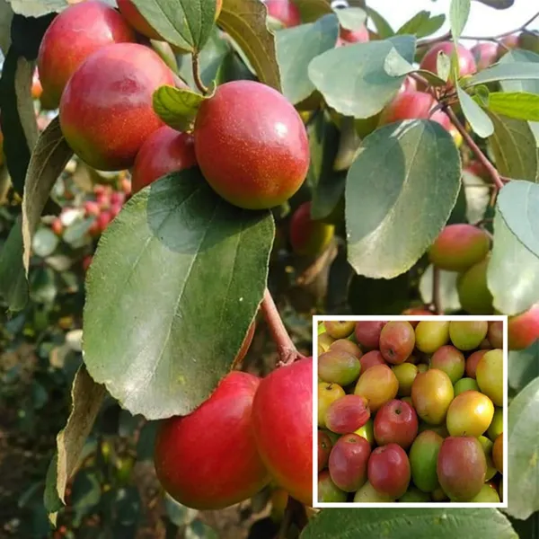 Red_Sundari_Apple_Ber_Jujube_Kul_Grafted_Fruit_Plant