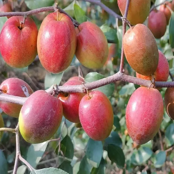Red_Sundari_Apple_Ber_Jujube_Kul_Grafted_Fruit_Plant