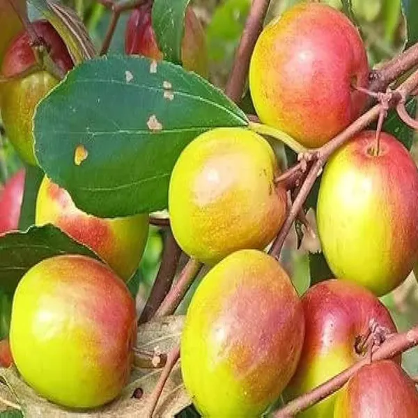 Red_Sundari_Apple_Ber_Jujube_Kul_Grafted_Fruit_Plant