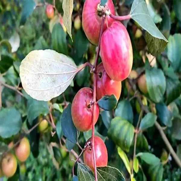 Miss_India_Apple_Ber_Jujube_Kul_Grafted_Fruit_Plant