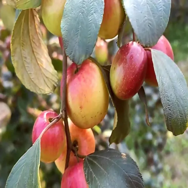 Miss_India_Apple_Ber_Jujube_Kul_Grafted_Fruit_Plant