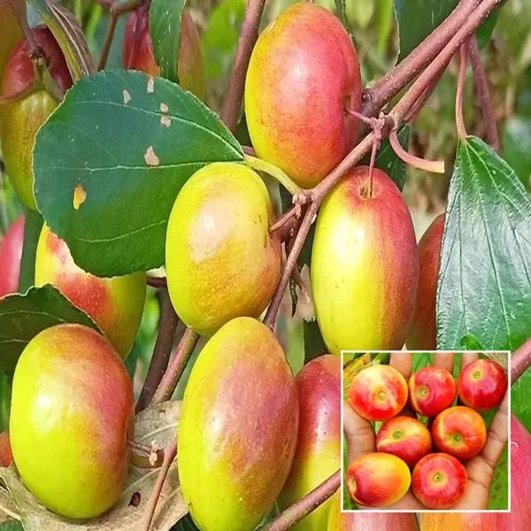 Miss_India_Apple_Ber_Jujube_Kul_Grafted_Fruit_Plant