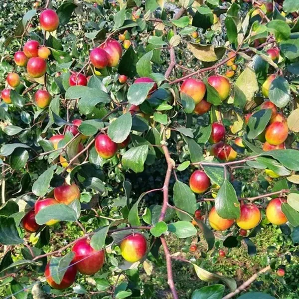 Miss_India_Apple_Ber_Jujube_Kul_Grafted_Fruit_Plant