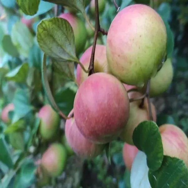 Seedless_Apple_Ber_Jujube_Kul_Grafted_Fruit_Plant