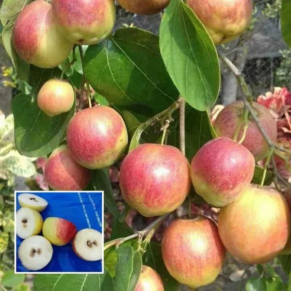 Seedless_Apple_Ber_Jujube_Kul_Grafted_Fruit_Plant