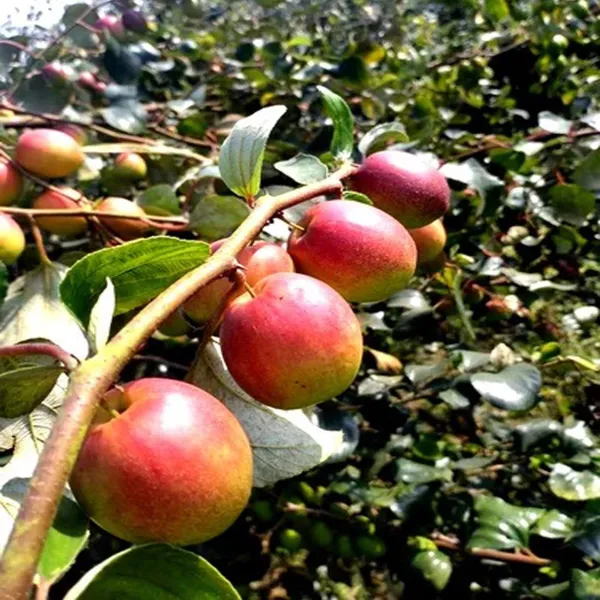 Seedless_Apple_Ber_Jujube_Kul_Grafted_Fruit_Plant