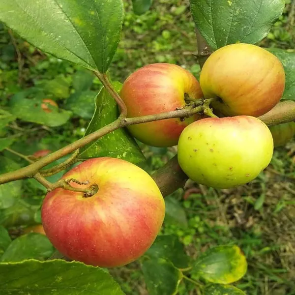 Seedless_Apple_Ber_Jujube_Kul_Grafted_Fruit_Plant