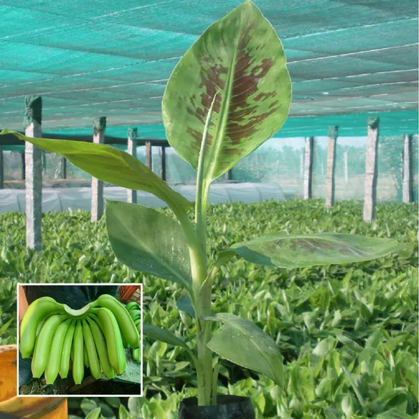 Grand_Naine_G9_Banana_Tissue_Cultured_Fruit_Fruit_Plant