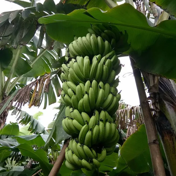 Grand_Naine_G9_Banana_Tissue_Cultured_Fruit_Fruit_Plant