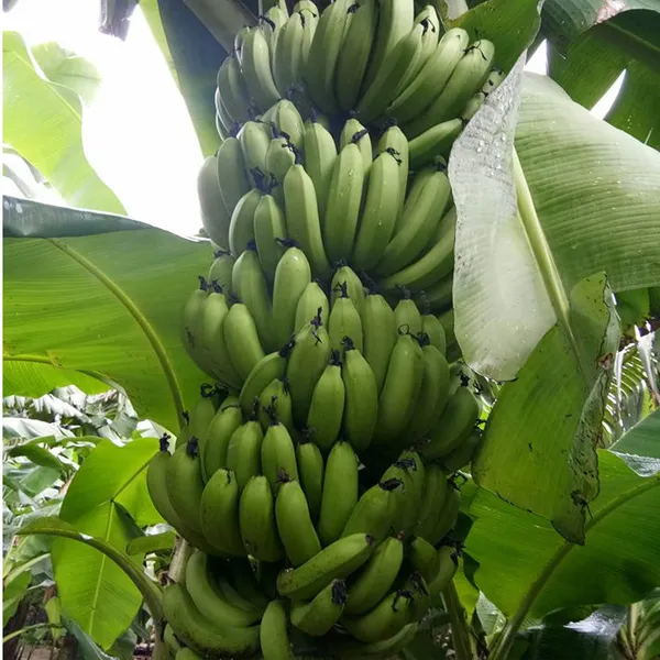 Grand_Naine_G9_Banana_Tissue_Cultured_Fruit_Fruit_Plant