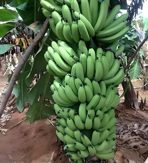 Grand_Naine_G9_Banana_Tissue_Cultured_Fruit_Fruit_Plant