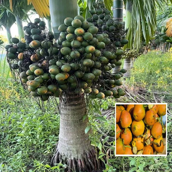 Inter_Mangala_Arecanut_Betelnut_Supari_Hybrid_Dwarf_Fruit_Plant