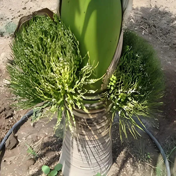 Inter_Mangala_Arecanut_Betelnut_Supari_Hybrid_Dwarf_Fruit_Plant